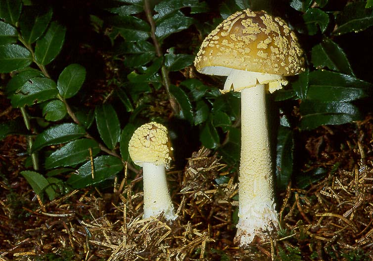 Amanita augusta